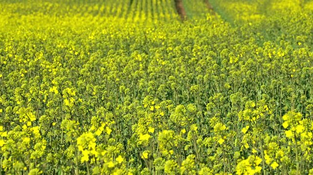 Rapeseed flower field stretching across rural farmland in daylight