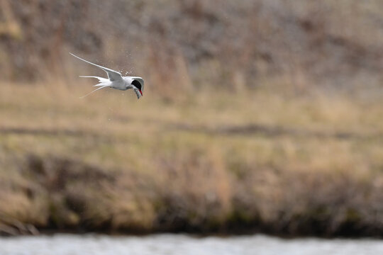 A migratory Arctic Tern (Sterna paradisaea) shakes water from its wings while flying over Wasilla Lake, Alaska.