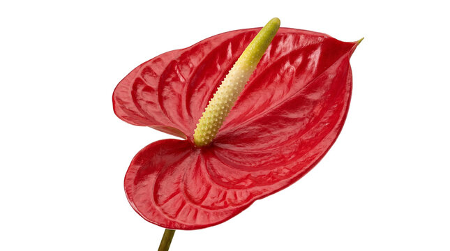 Vibrant red anthurium flower with yellow spadix, exotic tropical laceleaf plant, glossy heart-shaped flamingo flower for floral design and decoration isolated PNG with Transparent Background