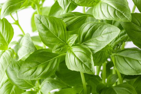Basil herb leaves closeup on neutral background. Aromatic basilicum foliage as kitchen spice or ingredient of herbal natural cosmetics or homeopathy medicines .