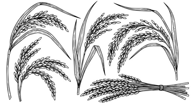 Rice Plant Hand Drawn Illustration