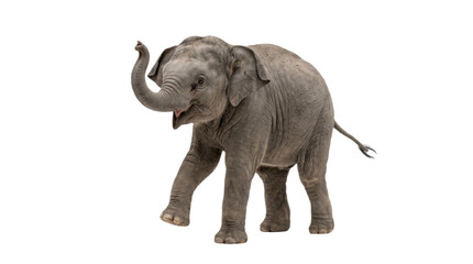 Fototapeta premium Cute Baby Elephant Isolated on White Background Realistic Wildlife PNG Portrait