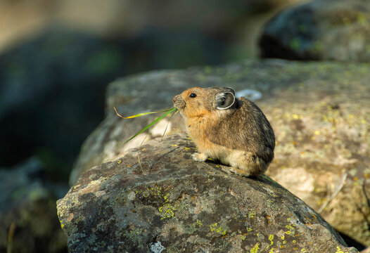 Pika