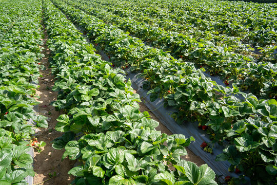 Large scale commercial strawberry field plantation for agricultural production