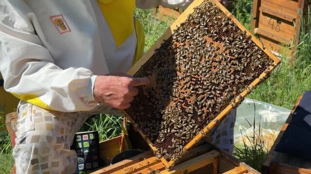 A beekeeper in a protective suit inspects a frame of honeycomb at an apiary. An experienced beekeeper holds a frame filled with bees and points to the brood on a sunny summer day. Outdoor apiary. 