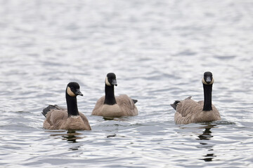 Fototapeta premium A trio of Canada Geese (Branta canadensis) swim in Otter Lake, Alaska.