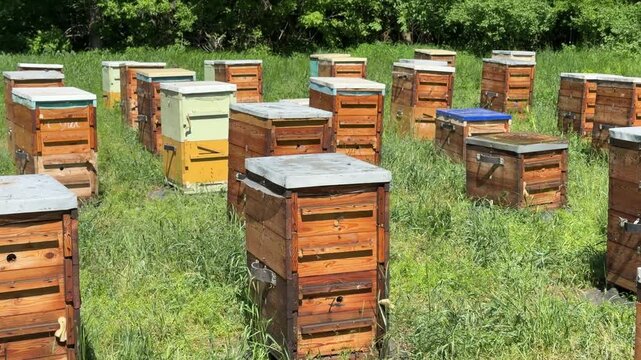Numerous wooden multi-hull beehives set up on green grass against a backdrop of trees. A bee apiary in the height of the summer season, natural honey production, beekeeping.