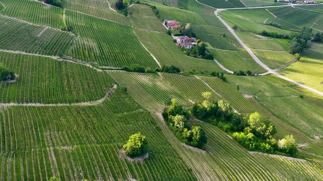Aerial View of Rolling Vineyards in La Morra Piedmont Italy