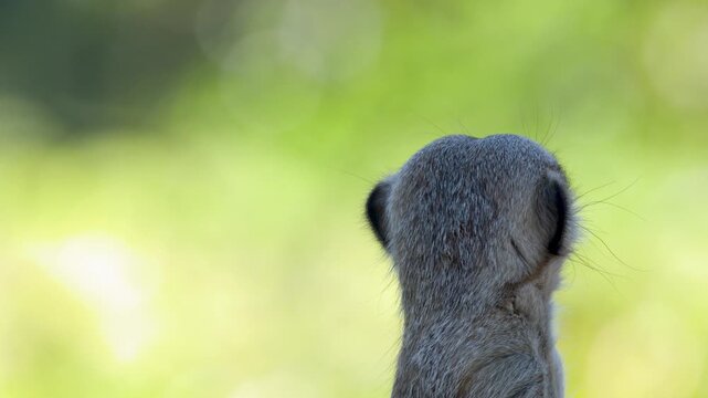Alert Meerkat Sentinel Standing and Watching in Sunny Outdoor Environment