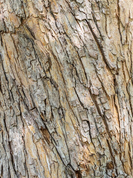 The texture of the bark of an old apple tree