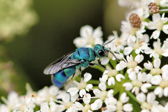 Docile Cuckoo Wasp in Flower