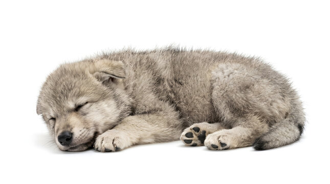 An adorable and fluffy grey wolf pup peacefully sleeping curled up on a clean white background, showcasing its soft fur and tranquil demeanor