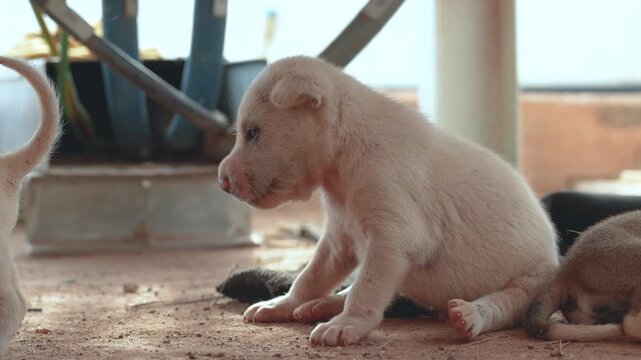 Little puppies in shabby fur are living at local placed. Animal portrait, close-up at the eye.