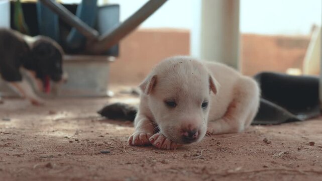 Little puppies in shabby fur are living at local placed. Animal portrait, close-up at the eye.