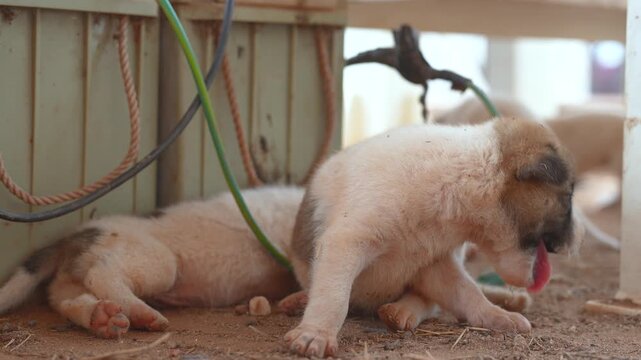 Little puppies in shabby fur are living at local placed. Animal portrait, close-up at the eye.