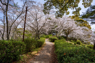 Fototapeta premium 蛇ヶ谷公園の桜の風景（玉名市）