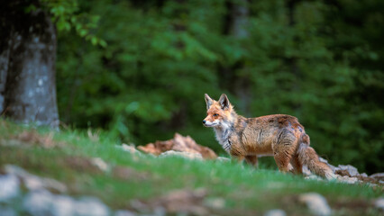 Fototapeta premium A day in the Slovenian forest with the red fox