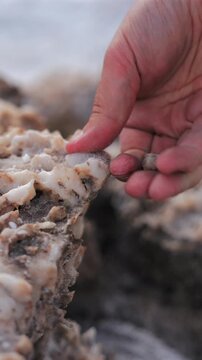 Vertical Screen: Close-up of human hand exploring textured salt crystal formations at Devils Golf Course in Death Valley National Park. Fingers touch rough mineral surface.