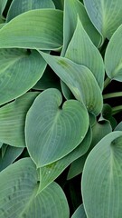 Obraz premium Close-up macro photograph of textured hosta leaves with prominent veins, capturing the natural patterns and intricate details of green foliage.