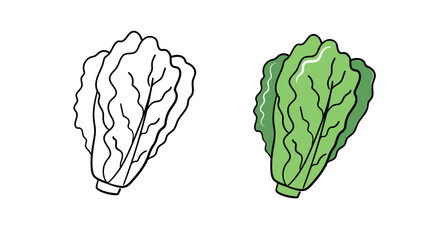 Fototapeta premium Lettuce Hand Drawn Vegetable Illustration Set Outline and Color Versions