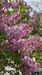 Obraz premium Blooming purple lilac (Syringa vulgaris) flowers on a bush close up. Spring botanical garden concept. Perfect background for greeting cards, book covers and calendars design.