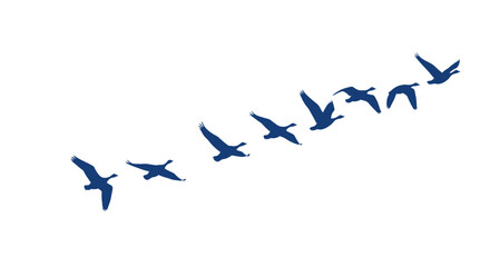 Flock of Geese Flying in V Formation Silhouette © alam