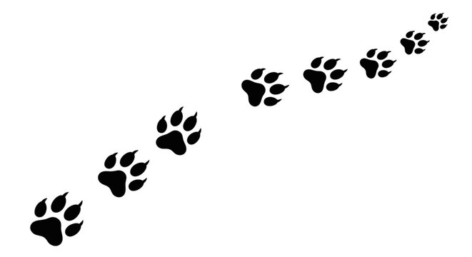 Animal Paw Prints Trail