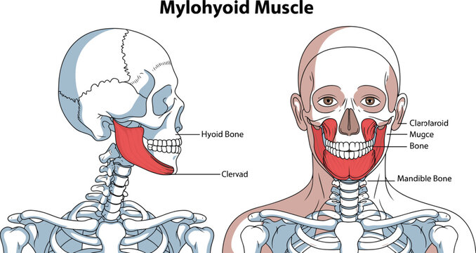 Mylohyoid Muscle Anatomy Vector Illustration with Labeled Human Head and Neck Structure Diagram for Medical, Healthcare and Education Design Projects