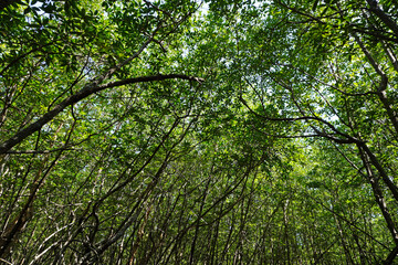 Fototapeta premium The shade beneath the fertile mangrove forest on the coast of Ban Tha Din Daeng, Thai Mueang District, Phang Nga Province, Thailand