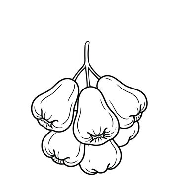 hand drawn vector illustration of a rose apple 