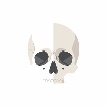 Minimalist human skull graphic split in half on white background