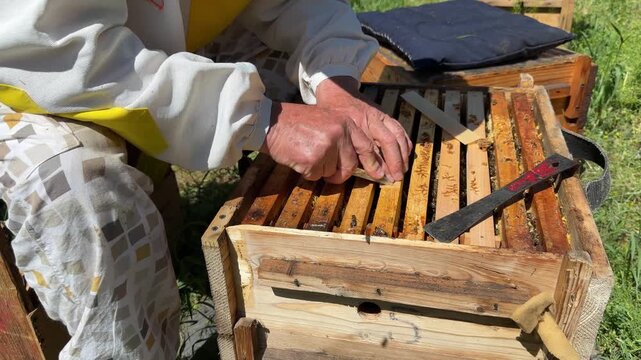 A beekeeper prepares a bee mite strip for a hive. The beekeeper treats a bee colony for parasites by placing the medicated strips between the hive frames.