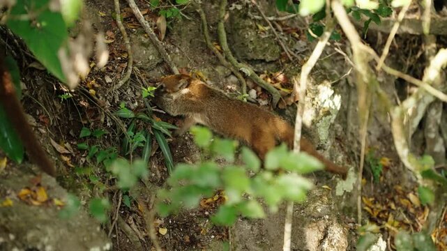 White nosed coati moving through rocky jungle terrain in Tikal