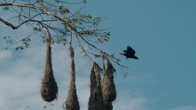 Hanging oropendola nests and bird perched on branch in Tikal Guatemala