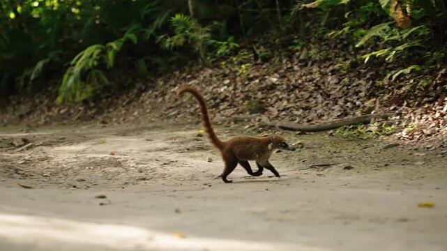 White nosed coati crossing dirt road in Tikal Guatemala jungle