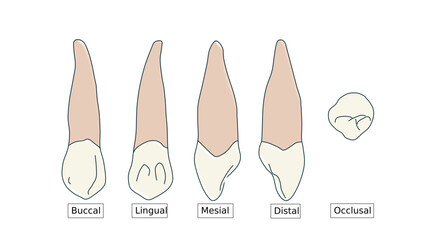 Maxillary Canine Anatomy Diagram - Multi-View Dental Illustration © Bhuvana