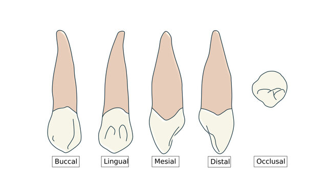 Maxillary Canine Anatomy Diagram - Multi-View Dental Illustration