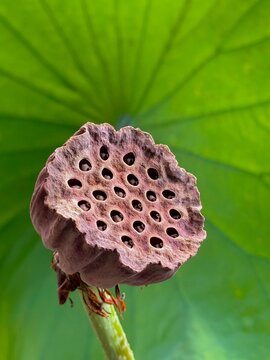 Dried seed pod of lotus