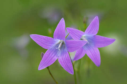 Fresh Purple Meadow Bellflowers with Elegant Petal Texture