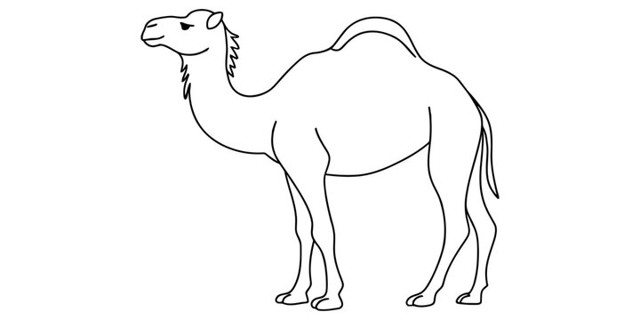 Simple line art drawing of a standing dromedary camel with one hump isolated for children coloring book or educational design projects and art activities Vector, illustration