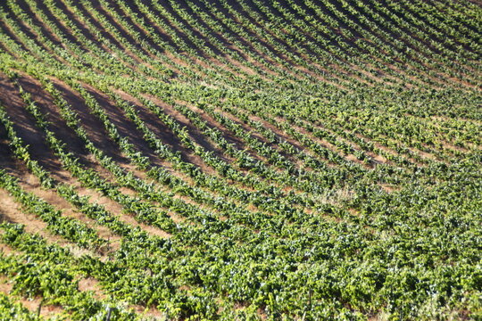 vi&ntilde;edo