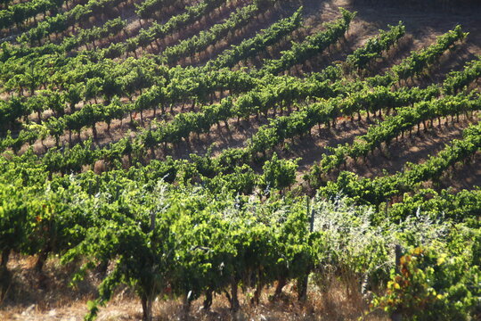 vi&ntilde;edo
