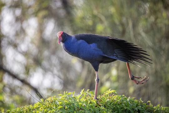 A vibrant colored purple swamphen or Australian swamphen with its red frontal shield, stretches its leg and its wing as it stands on a branch of a tree on the Gold Coast in Queensland, Australia.