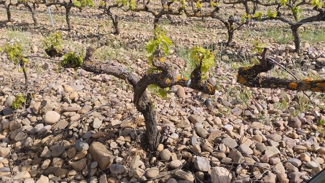 vi&ntilde;edo