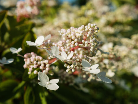 Close-up of blooming Hydrangea paniculata with green leaves