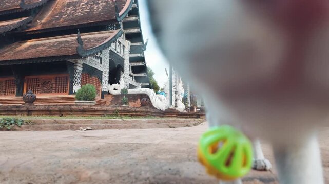 Curious cat walking and sniffing camera near Thai temple architecture, Street cat closeup exploring temple courtyard 4k