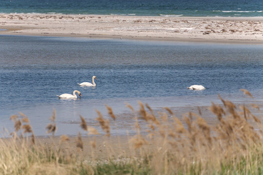 Three mute swans Cygnus olor swimming and foraging in a calm coastal lagoon with a sandy beach shore and blurred foreground reeds, Dar&szlig; Peninsula, Germany
