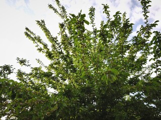 Fototapeta premium Lush Green Mulberry Tree Branches with Young Fruits Against Bright Summer Sky
