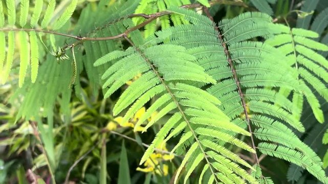 Bright green leaves form a lush, natural pattern. Each leaf displays delicate, feathery textures and vibrant hues. Sunlight gently illuminates the plant's structure with natural warmth
