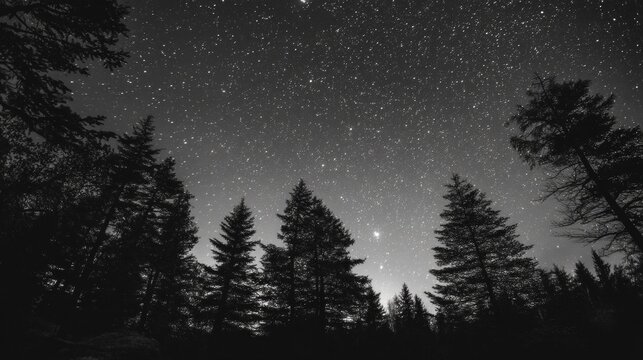 As night grew darker, stars shone brightly across the sky while cool air carried the scent of earth and pine, creating a quiet stillness that made the world feel calm and timeless.
